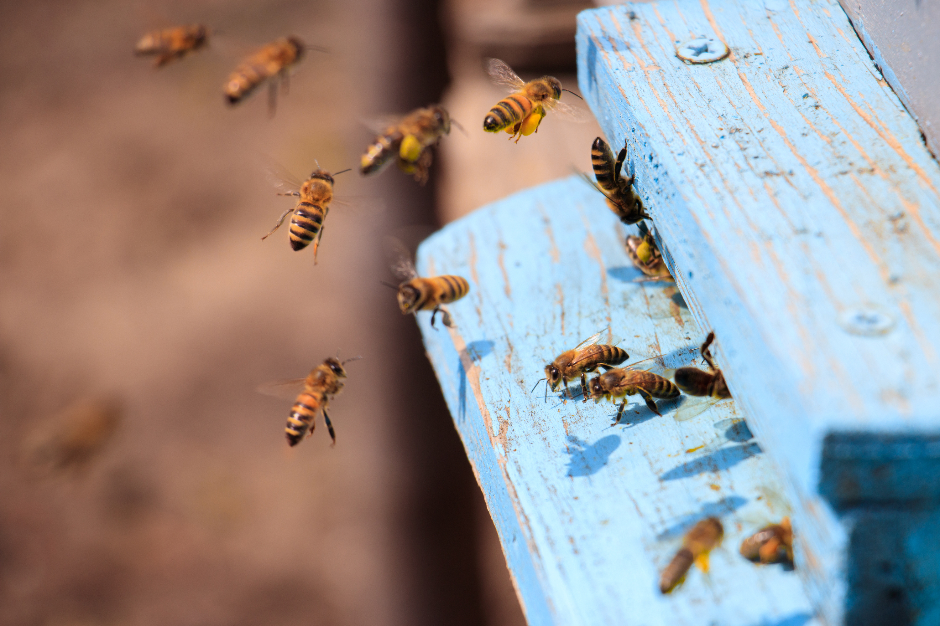 bees flying around a blue surface - Bee Pest Control Portsmouth, Southampton, Basingstoke And Hampshire